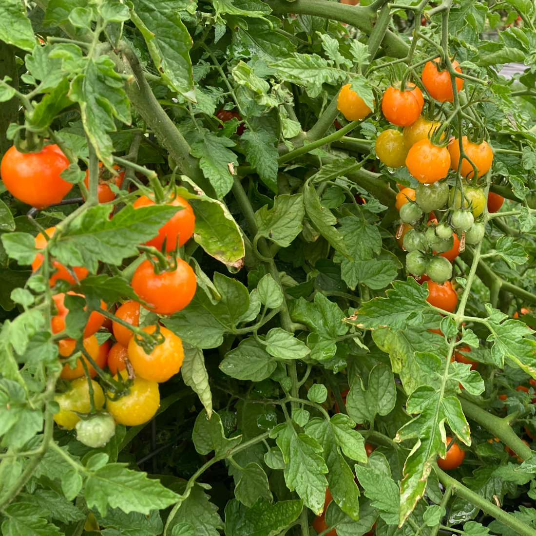 Tomato Orangeto